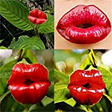 Portal Cool Semi Lip Fiore Rosso UK 50CS Sexy Psychotria Elata Domestica dei Semi delle Piante Garden Decor