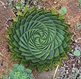 Portal Cool Succulente Seed, Mesa Aloe Polyphylla rotazione Aloe Vera Queen Seeds, 100pcs / bag