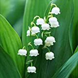 Potseed 20Pcs Flores Convallariae Mughetto Fiori Semi della pianta di Giardino Decor (Bianco)