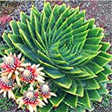 Potseed Germinazione I Semi: Semi 20pcs Rare! Spiral Aloe - Aloe polyphylla