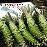 Potseed Piante Sale! 200pcs / Lot Wasabi Semi, Giapponese Rafano Seed Vegetable Seeds Piante Giardino Domestico di DIY Trasporto Libero
