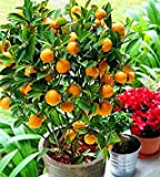Potseed . Promozione! Arancione No-OGM Mini Albero Balcone Patio in Vaso Alberi da frutto Kumquat Piante Mandarino agrumi, 10garden
