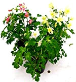 POWERS TO FLOWERS - AQUILEGIA TRIS GIALLA, AZZURRA e ROSSA, 3 PIANTE, VASO 14CM DIAMETRO, piante vere