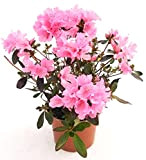 POWERS TO FLOWERS - AZALEA DA ESTERNO ROSA XL, vaso 16cm pianta vera