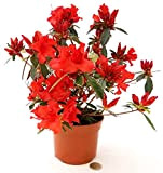 POWERS TO FLOWERS - AZALEA DA ESTERNO ROSSA, vaso 15cm, pianta vera