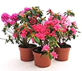 POWERS TO FLOWERS - AZALEA DA ESTERNO SET, ROSA, ROSA INTENSO E SALMONE, vaso 13cm, piante vere