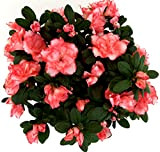 POWERS TO FLOWERS - AZALEA MATISS XXL vaso 20cm, pianta vera