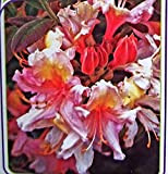 POWERS TO FLOWERS - AZALEA MOLLIS BICOLORE XXL, AZALEA DA ESTERNO, vaso 26cm, pianta vera