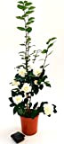POWERS TO FLOWERS - CAMELIA JAPONICA BIANCA XXL, vaso 23cm, pianta vera
