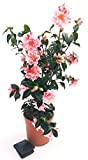 POWERS TO FLOWERS - CAMELIA JAPONICA ROSA BICOLORE, vaso 23cm, pianta vera