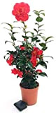 POWERS TO FLOWERS - CAMELIA JAPONICA ROSSA XXL, vaso 23cm, pianta vera