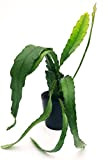 POWERS TO FLOWERS EPIPHYLLUM LINGUA DI SUOCERA A FIORE GIGANTE ROSSO, RHIPSALIS, vaso 12cm, pianta vera