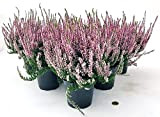 POWERS TO FLOWERS - ERICA CALLUNA ROSA 6 PIANTE V12CM, piante vere
