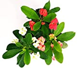 POWERS TO FLOWERS - EUPHORBIA VULCANA TRIS XL, SET 3 COLORI VASO 14CM, spina di cristo, piante vere