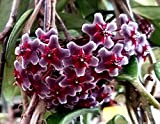 POWERS TO FLOWERS - HOYA PUBICALIX RED BUTTON, vaso 12cm, pianta vera