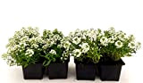 POWERS TO FLOWERS - LOBULARIA BIANCA, ALISSO, 8 PIANTE, piante vere