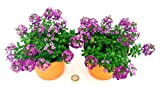 POWERS TO FLOWERS - LOBULARIA FUCSIA, ALISSO, 2 PIANTE IN VASO 13CM DIAMETRO, piante vere