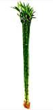 POWERS TO FLOWERS - LUCKY BAMBOO ALTEZZA 100CM, 5 PEZZI, piante vere