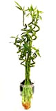 POWERS TO FLOWERS - LUCKY BAMBOO MIX, 4 PEZZI ALTEZZA 80CM, 2 PEZZI ALTEZZA 60CM, 4 PEZZI ALTEZZA 40CM, VASO ...