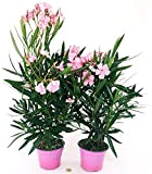 POWERS TO FLOWERS - OLEANDRO ROSA CHIARO, 2 PIANTE, vaso 15cm, piante vere