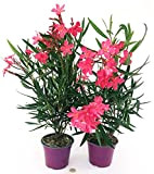 POWERS TO FLOWERS - OLEANDRO ROSA INTENSO, 2 PIANTE, vaso 18cm diametro, altezza 60cm, piante vere