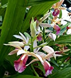 POWERS TO FLOWERS - ORCHIDEA PHAIUS, pianta vera