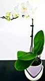 POWERS TO FLOWERS - ORCHIDEA PHALAENOPSIS BIANCA IN VASO CERAMICA TULIPANO, Orchidea Falenopsis, Pianta Vera