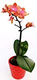 POWERS TO FLOWERS - ORCHIDEA PHALAENOPSIS BONSAI ARANCIO in vaso in ceramica decorato a Cuori, Pianta Vera