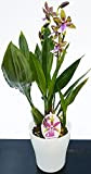 POWERS TO FLOWERS - ORCHIDEA ZYGOPETALUM IN VASO CERAMICA BIANCO, pianta vera
