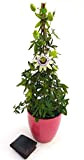 POWERS TO FLOWERS - PASSIFLORA EDULIS, FRUTTO DELLA PASSIONE IN VASO CERAMICA ROSSO RIGATO, Piramide h 50cm vaso 14, pianta ...