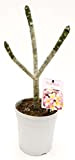 POWERS TO FLOWERS - PLUMERIA FRANGIPANI JENNI, altezza 50cm, vaso 18, pianta vera