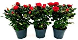 POWERS TO FLOWERS - ROSA DA GIARDINO RAMPICANTE e RIFIORENTE, ROSA ROSSA, 3 PIANTE, Piante Vere