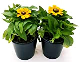POWERS TO FLOWERS - RUDBECKIA, 2 PIANTE vaso13cm, piante vere
