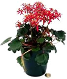 POWERS TO FLOWERS - SAXIFRAGA DANCING PIXIE RED, vaso 13cm, pianta vera