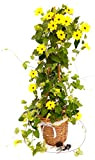 POWERS TO FLOWERS - THUNBERGIA ALATA GIALLA PIRAMIDE XXL IN VASO VIMINI, pianta vera
