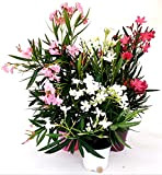 POWERS TO FLOWERS - TRIS OLEANDRO, BIANCO, ROSA E ROSA INTENSO, vaso 15cm, piante vere