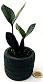 POWERS TO FLOWERS - ZAMIOCULCAS BLACK RAVEN MINI, IN VASO CERAMICA PNEUMATICO, pianta vera