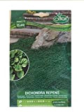 Prato Dichondra Repens sementi per 15 mq morbido e compatto 100 gr semi giardino