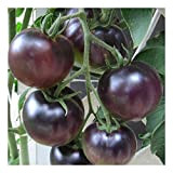 Premier Seeds Direct Tomato Black Cherry contiene 150 semi