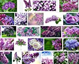 Promozione 100 White Lilac semi (Syringa vulgaris) --- giardino domestico di DIY bonsai, molto beautifula ND fragrante, fiore vedere