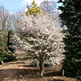 Prunus incisa"Kojo-no-mai" (Ciliegio da fiore) [Vaso Ø18cm]