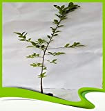 Prunus spinosa (Prugnolo) - Plant