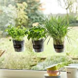 Queence Set da 3 vasi per erbe aromatiche "Basil" per finestra da cucina con etichetta per descrizione pianta e gessotto ...