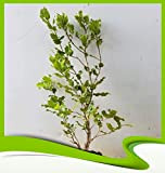 Quercus coccifera (quercia kermes) – Pianta