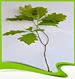 Quercus rubra (Rovere Rosso) - Pianta