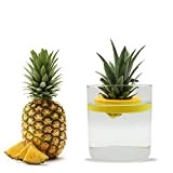 R&R SHOP Ananas Germinator - Vaso Galleggiante per Germinazione Ananas, Kit per la Crescita della Pianta, Plastica di Mais 100% ...