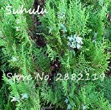 Rare 20 Pz cinese Evergreen Platycladus Thuja Orientalis Seed purificare l'aria Happy Farm Precious Garden miglior impianto Alberi