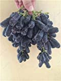 Rare Black Finger semi d'uva cimelio organici Frutta Seme crescita naturale, Uva Tree Climbing Piante fai da te Per Casa ...