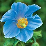 Rare Persian Blue papavero Papaver somniferum semi di fiore giardino domestico di DIY facile da coltivare 200 particelle / lot