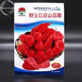 Rare Physalis alkekengi semi rossi lanterna cinese ciliegia della vescica Medio frutta, pacchetto originale, 120 Semi, alchechengi